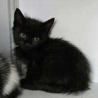 CHOCOLAT, chat à adopter