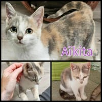 AÏKITA, chatte à adopter