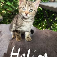 ARÈS**, DÉMÉTER et HÉLIOS, chat à adopter
