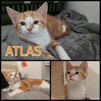 ATLAS  - A réserver, chat à adopter