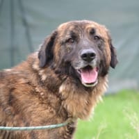 GALINDO, chien à adopter