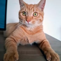 DOUDOU, chat à adopter