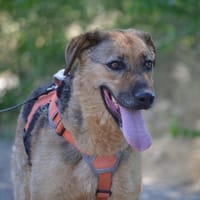 LAIKA, chienne à adopter