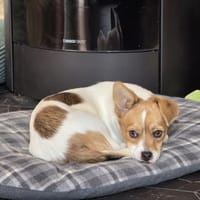 Lano, chien à adopter