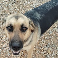 NALA (Rescate), chienne à adopter