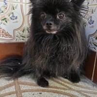 ALMA (Animalea), chienne à adopter