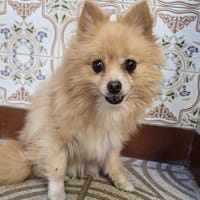 HOPE (Animalea), chienne à adopter