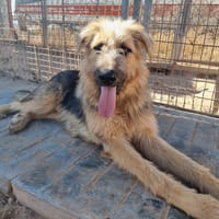 OTTO (Rescate), chien à adopter