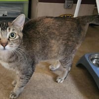 Aloha chatte réunion, chatte à adopter