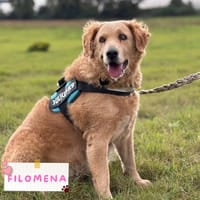Filomena, cane femmina da adottare