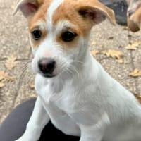 ARIELLE, chienne à adopter