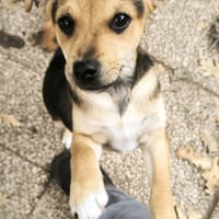ATLAS, chien à adopter