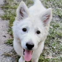 ALASKA, chien à adopter