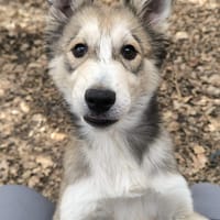 AURORE, chienne à adopter