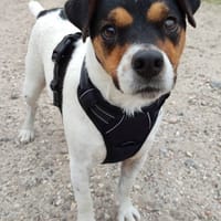 UGG, chien à adopter