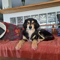 Pablo, chien à adopter
