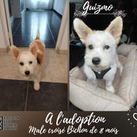 Guizmo, chien à adopter