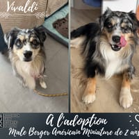 Vivaldi, chien à adopter