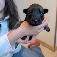 Julio, chien à adopter