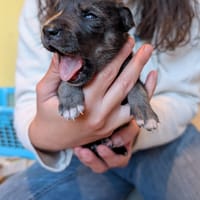 Moo, chienne à adopter