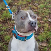 Bysiu, pies do adopcji