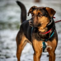 Pat, pies do adopcji