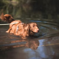 Ori, pies do adopcji