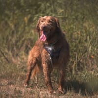 Ori, pies do adopcji