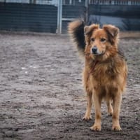 Wawer, pies do adopcji