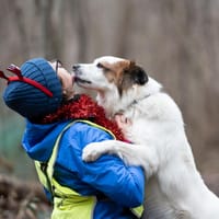 Tarzan, pies do adopcji