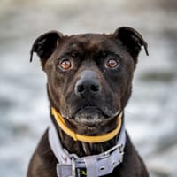 Timon, pies do adopcji