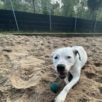 Miła, suczka do adopcji