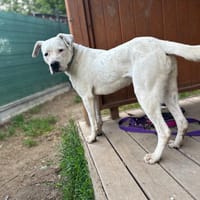 Miła, suczka do adopcji