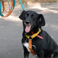 Levis, pies do adopcji