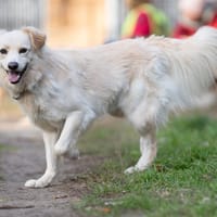 Anton, pies do adopcji