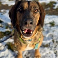 Sam, pies do adopcji