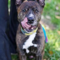 Burbon, pies do adopcji