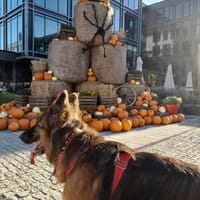 Rem, pies do adopcji