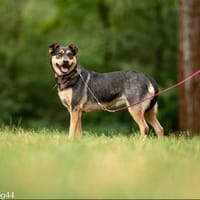 Frappe, suczka do adopcji