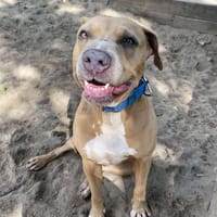 Kaja, suczka do adopcji