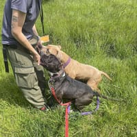 Gaja, suczka do adopcji