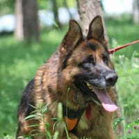 Dakar, pies do adopcji