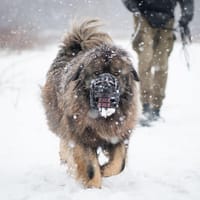 Bailey, pies do adopcji