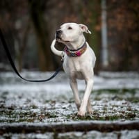 Wandzia, suczka do adopcji