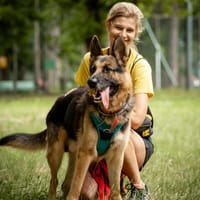 Apache, pies do adopcji