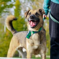 Merlin, pies do adopcji