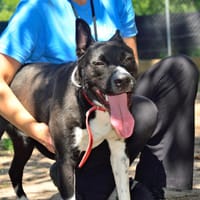 Monte, pies do adopcji