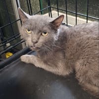 Aster, kot do adopcji