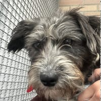 Mniszek, pies do adopcji
