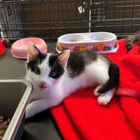 Ontario, kot do adopcji